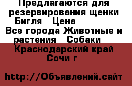 Предлагаются для резервирования щенки Бигля › Цена ­ 40 000 - Все города Животные и растения » Собаки   . Краснодарский край,Сочи г.